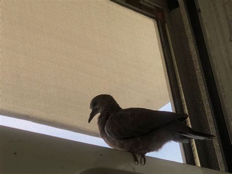 有鳥飛來家裡|【家裡出現鳥】家裡鳥進來有什麼好兆頭？自來鳥寓意大公開！